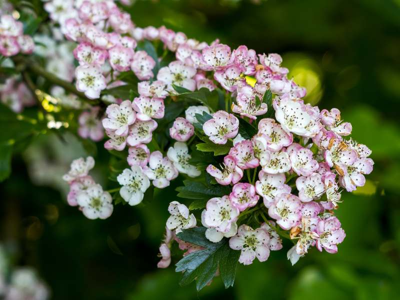 Fiore di Biancospino